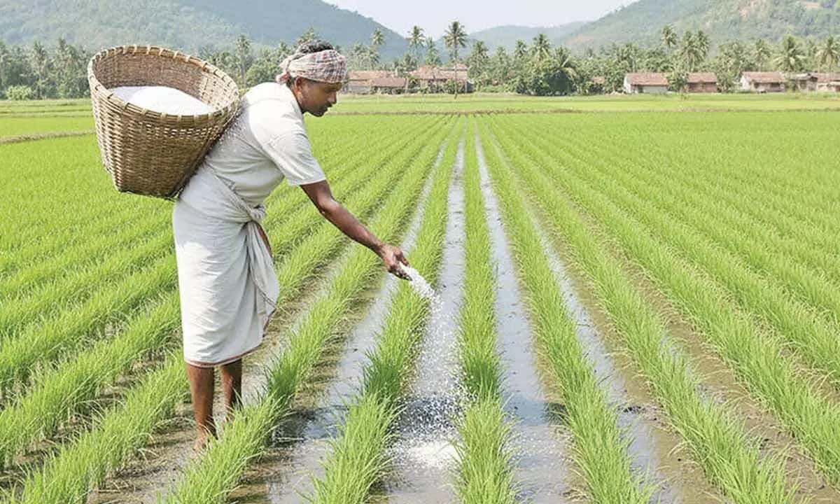 अररिया में डीएपी की कमी, सरकारी दरों का मजाक, कालाबाजारी का जोर