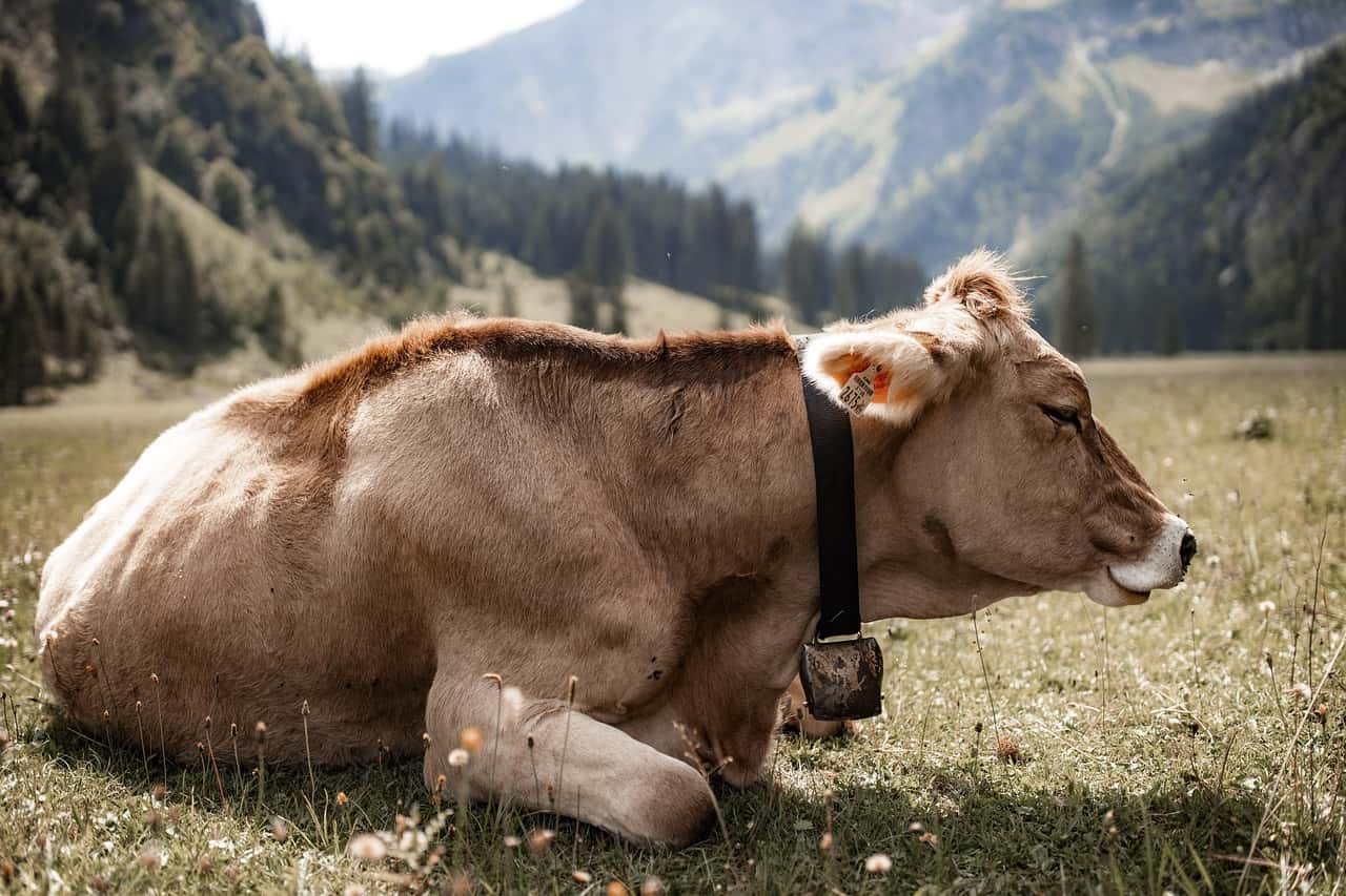 गाय-भैंस गर्भधारण में असफल? जानें पशु चिकित्सकों के सरल प्राकृतिक उपाय