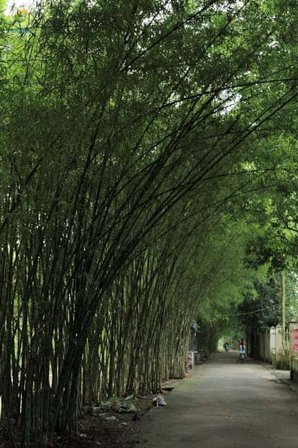 महाराजगंज में पारंपरिक फसलों से हटकर बांस की खेती, 5 साल में दे रही मुनाफे की गारंटी!