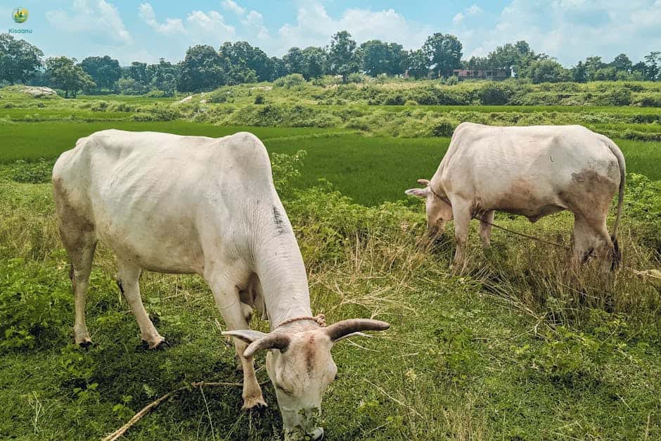 गर्मी से पहले जई का चारा दुधारू पशुओं को ताकत देगा, जानिए विशेषज्ञों की सलाह