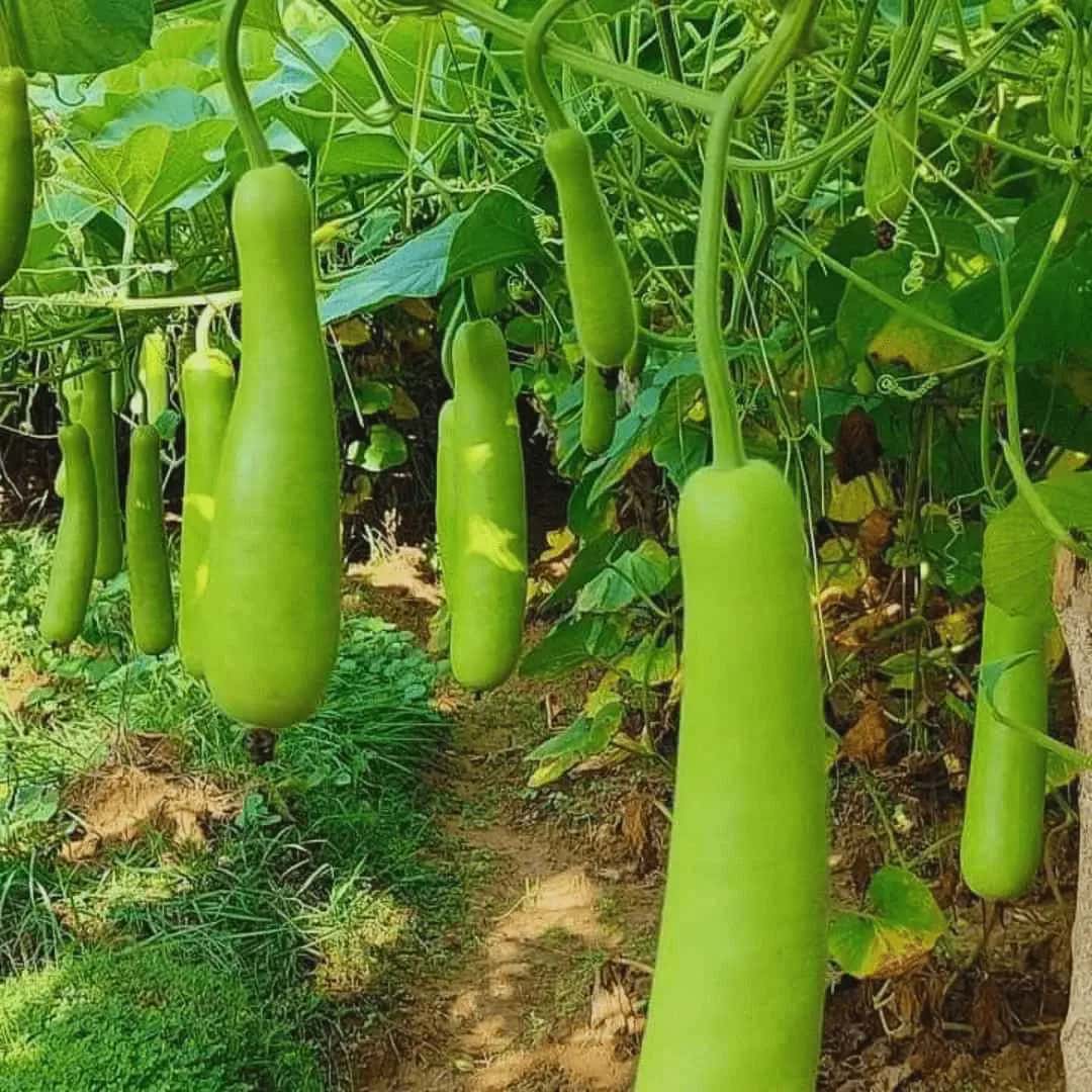 लौकी की खेती के लिए सही समय और उन्नत किस्में