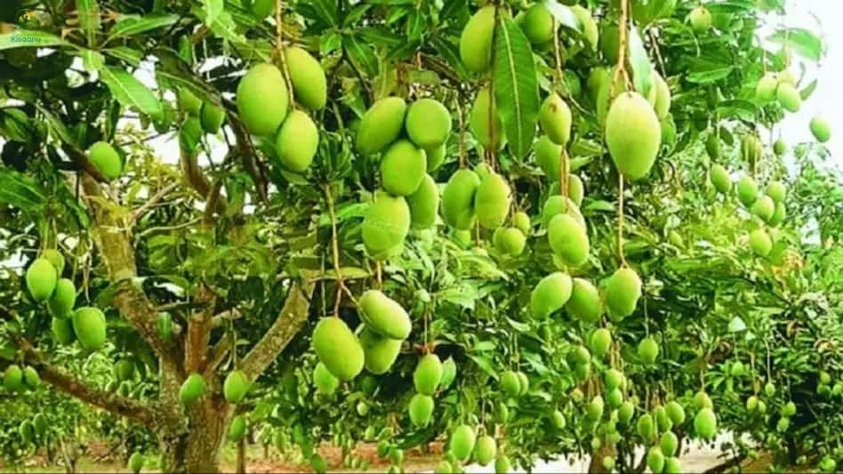 Impact of Organic Farming on Dashehari (Dussehri) Mango Quality