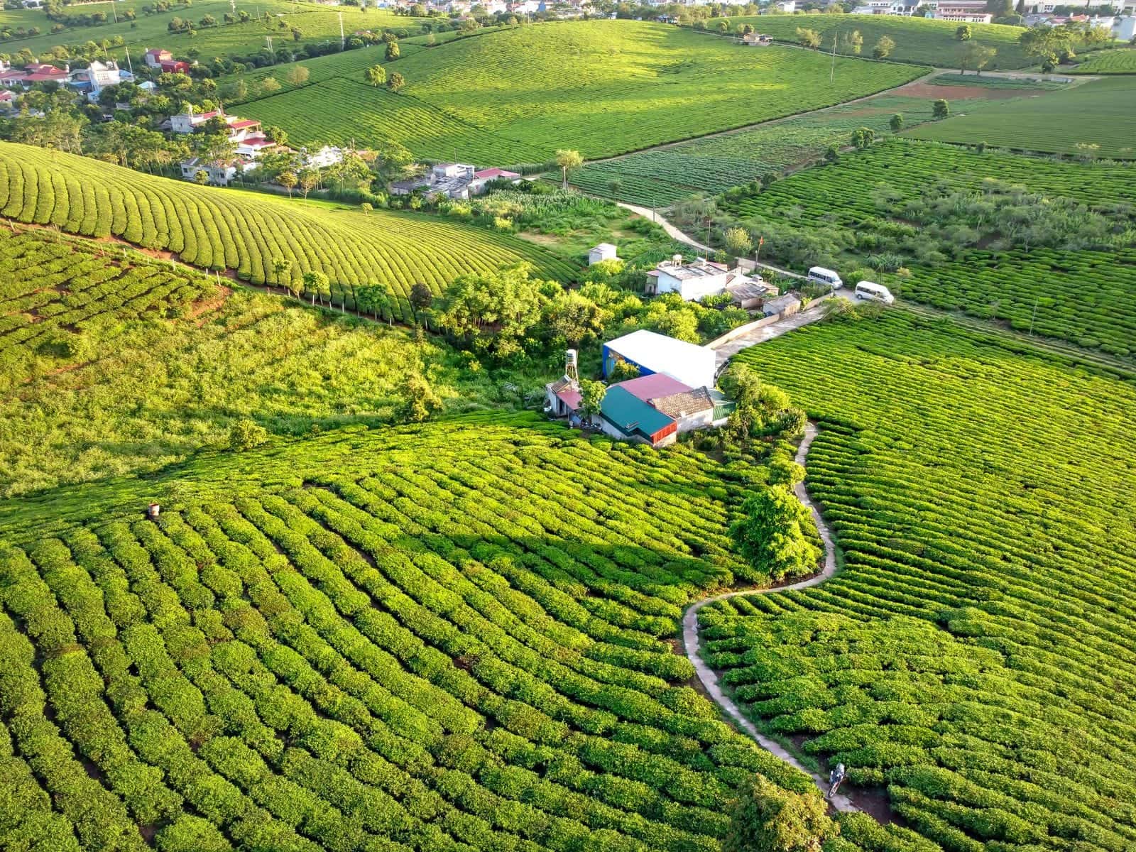 प्रतीकात्मक तस्वीर: हरे-भरे खेत