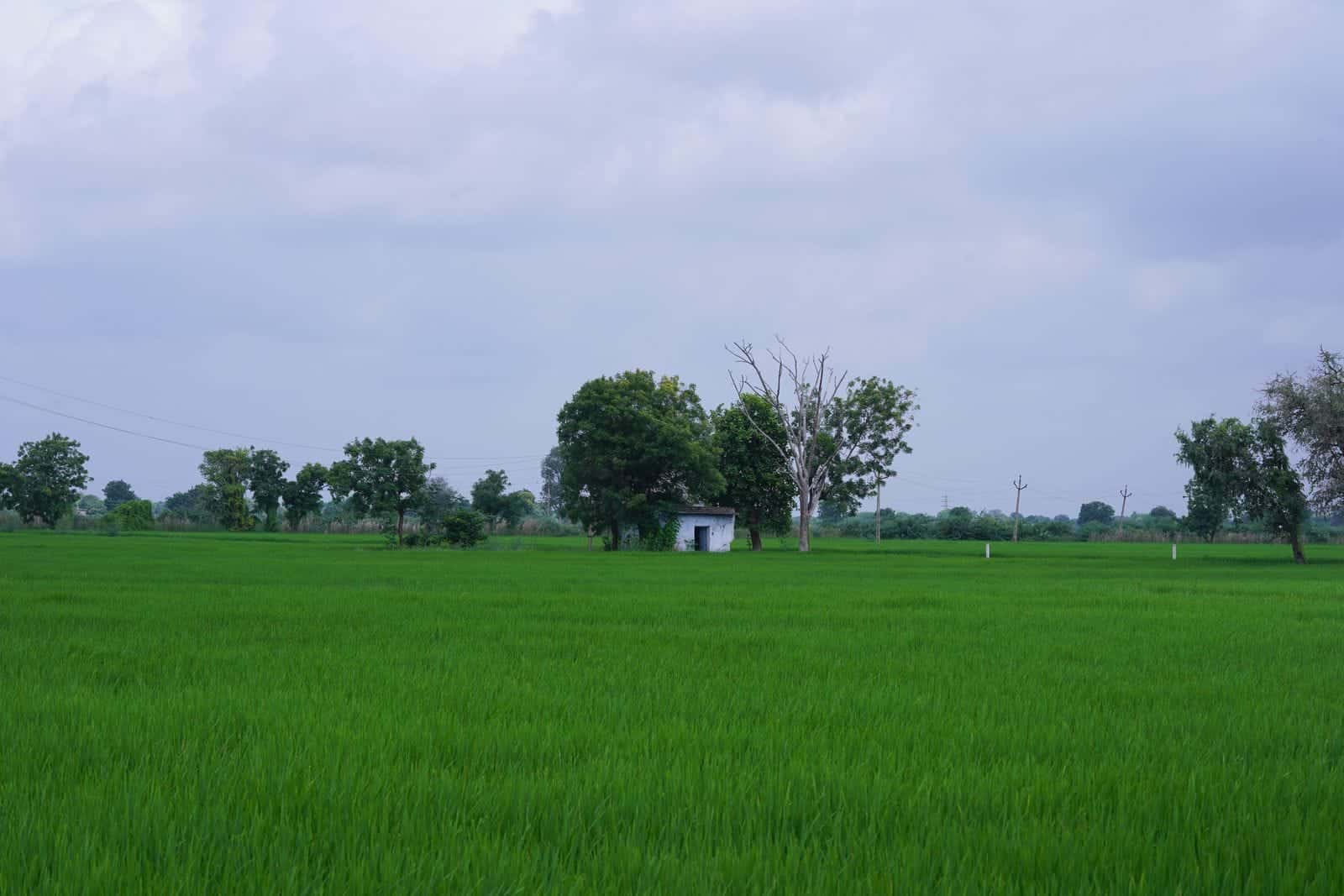 प्रतीकात्मक तस्वीर: हरे खेतों के ऊपर बारिश के बादल