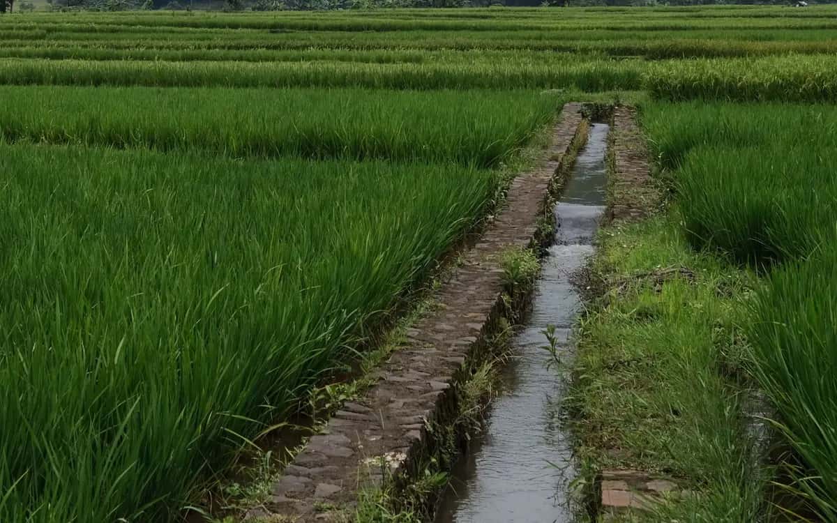 प्रतीकात्मक तस्वीर: धान का खेत