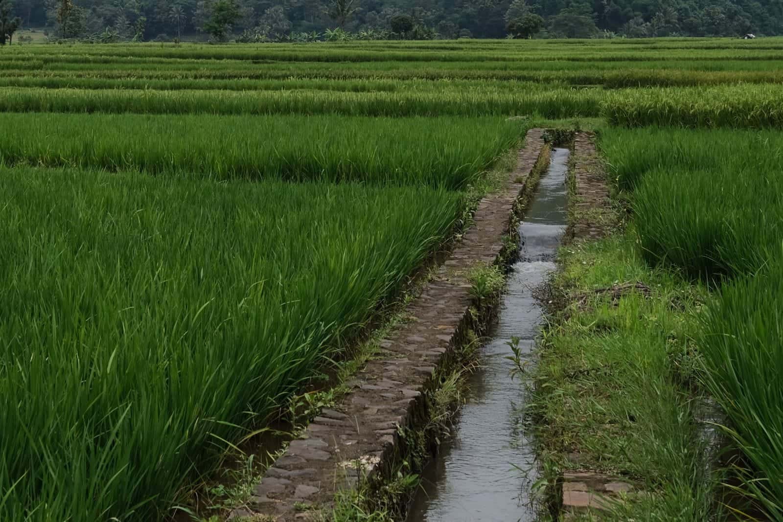 प्रतीकात्मक तस्वीर: धान का खेत