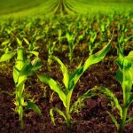 विज्ञान: पौधों में पोषक तत्व कैसे काम करते हैं