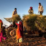 Understanding soil carbon and why it matters for Indian farms