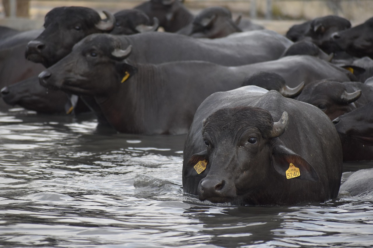 खेती का सूखा सहनशील मॉडल किसानों के लिए वरदान साबित होगा, कम पानी में होगी फसल