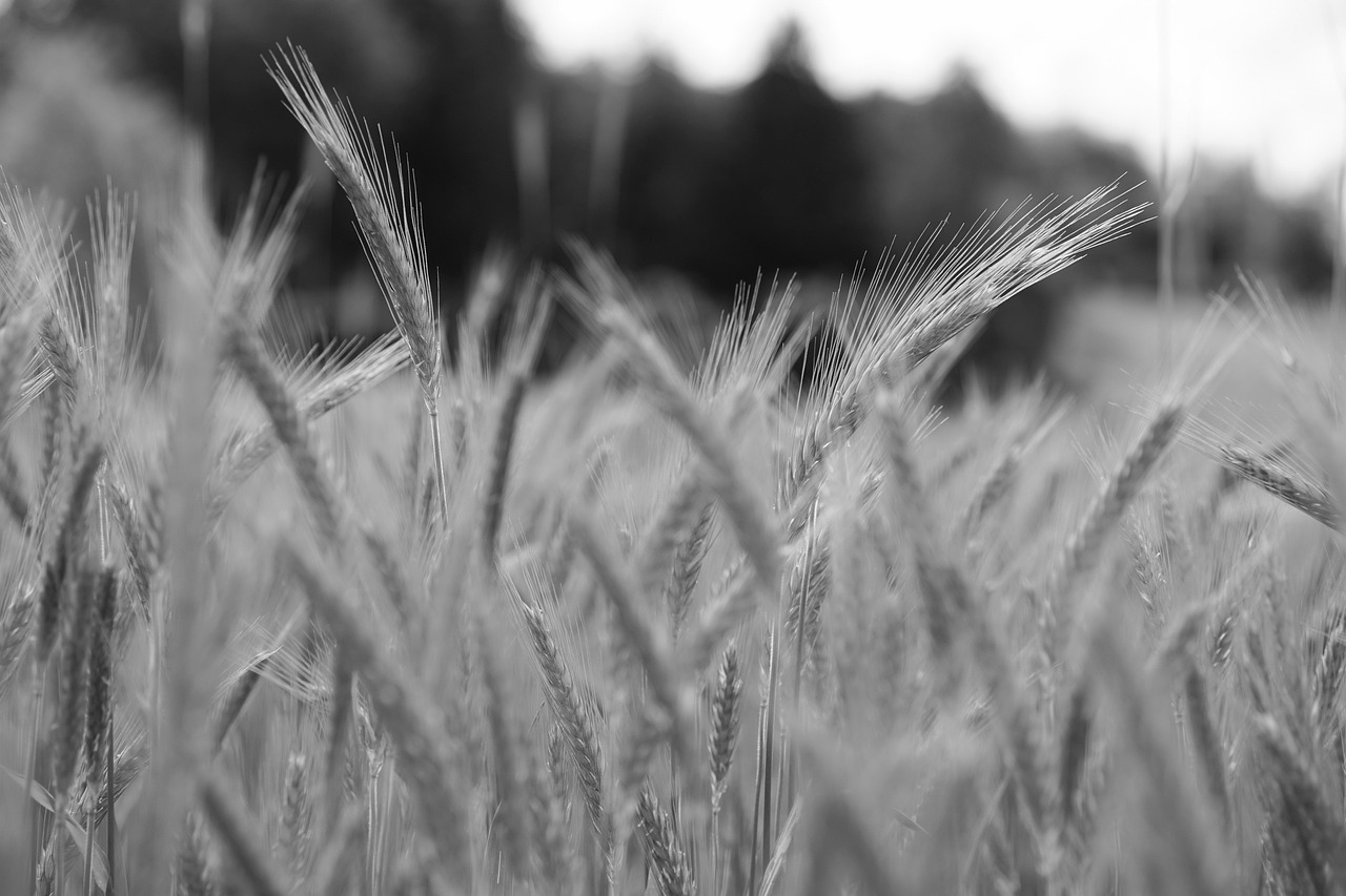 गेहूं के हर दाने में चमक और वजन, सिंचाई का ये रहस्य बढ़ाएगा मुनाफा