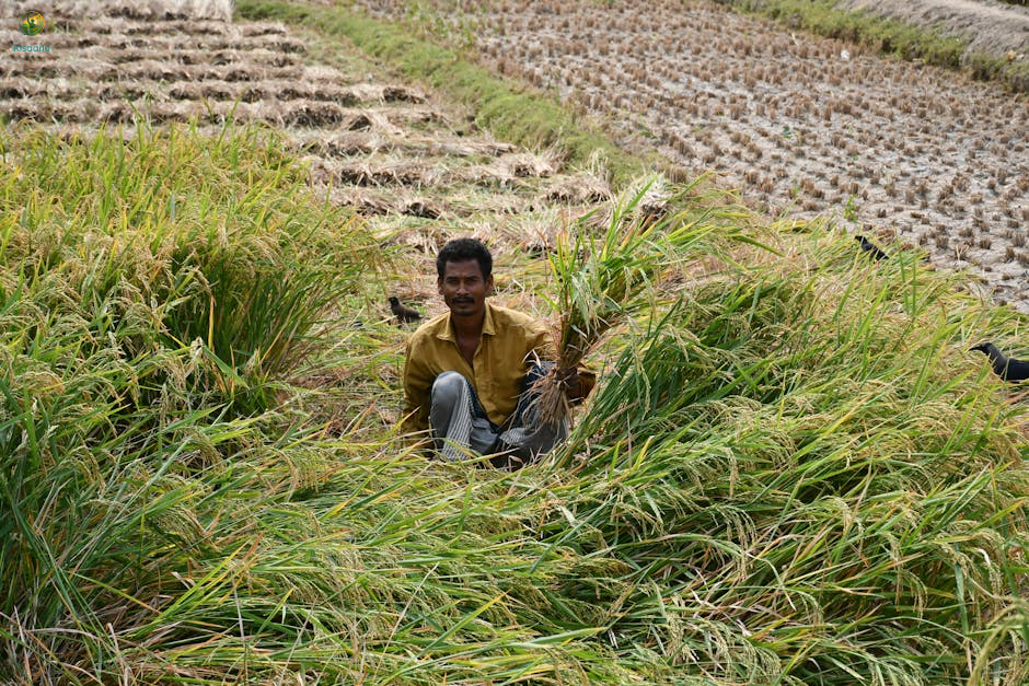 किसानों के लिए सुनहरा मौका: 50% सब्सिडी पर मिल रहे हैं फसलों के बीज, करें लाभ उठाएं