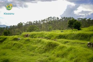 खेतों में उपज बढ़ाने वाला पौधा: पहाड़ों की बंजर ज़मीन पर एक नई उम्मीद