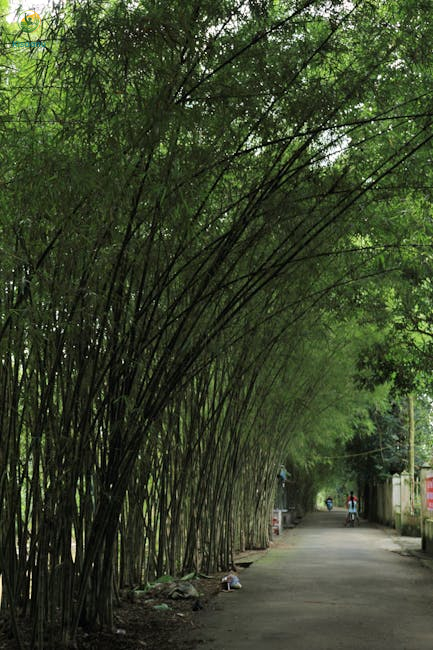 महाराजगंज में पारंपरिक फसलों से हटकर बांस की खेती, 5 साल में दे रही मुनाफे की गारंटी!