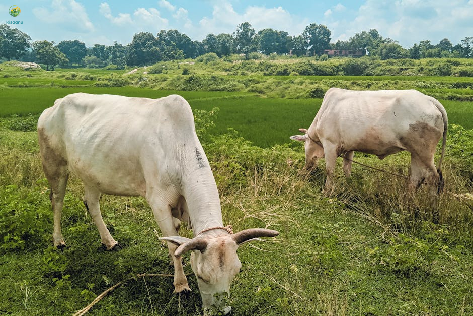 गर्मी से पहले जई का चारा दुधारू पशुओं को ताकत देगा, जानिए विशेषज्ञों की सलाह