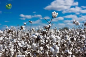 Government Allocates Rs 1,718.56 Crore to Support Cotton Farmers through Minimum Support Price