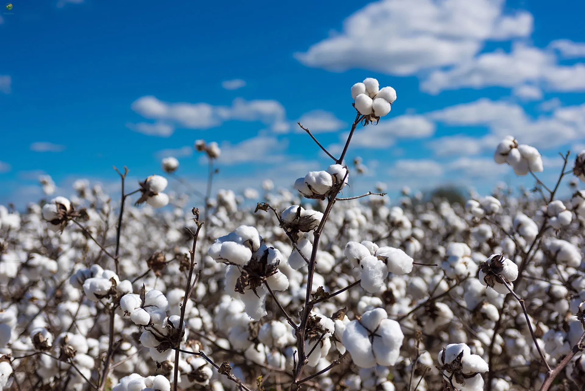 Government Allocates Rs 1,718.56 Crore to Support Cotton Farmers through Minimum Support Price