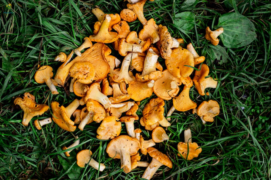 कश्मीर के वैज्ञानिकों का कमाल: अब खेत में उगाएं 40 हजार रुपये किलो वाला दुर्लभ मोरचेला मशरूम कश्मीर के वैज्ञानिकों का कमाल: अब खेत में उगाएं 40 हजार रुपये किलो वाला दुर्लभ मोरचेला मशरूम