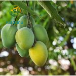 Current image: safeda-bg-rent-a-tree-own-a-tree