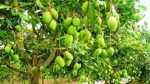 Impact of Organic Farming on Dashehari (Dussehri) Mango Quality