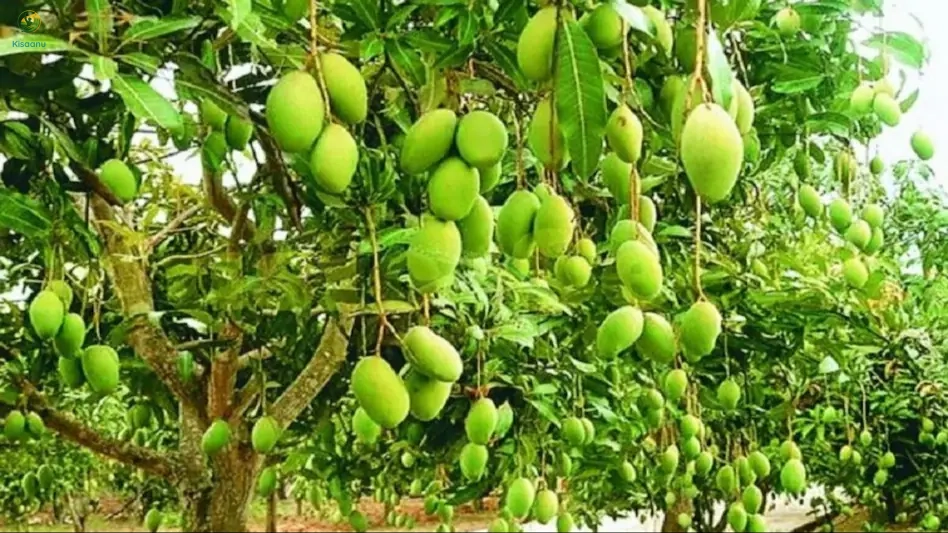 Impact of Organic Farming on Dashehari (Dussehri) Mango Quality
